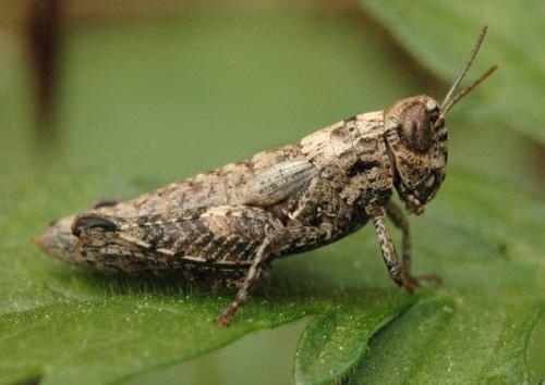 Pezotettix giornae